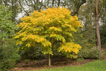 10 Yellow Ash Tree (Cladrastis Lutea Kentukea) Seeds