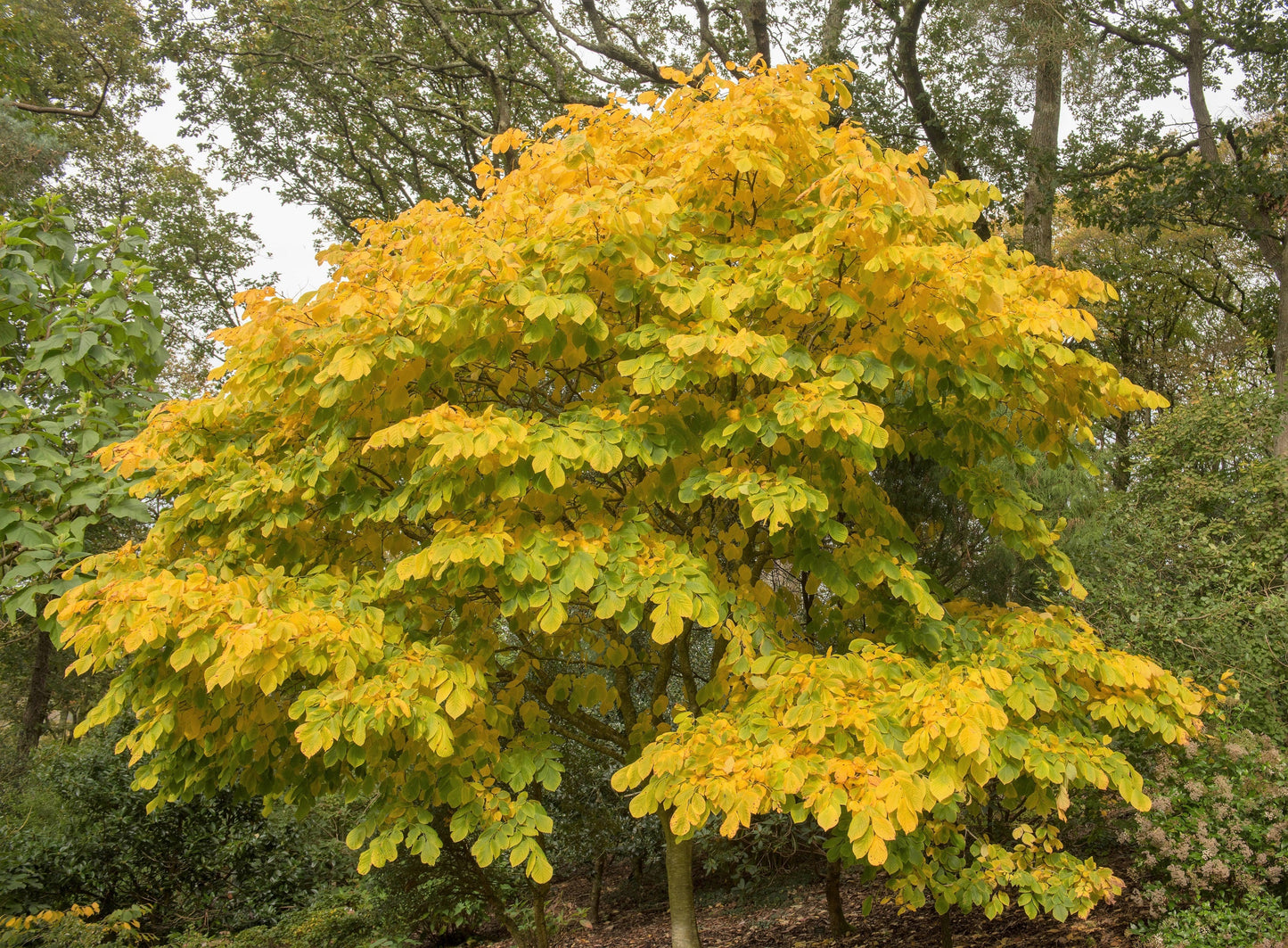10 Yellow Ash Tree (Cladrastis Lutea Kentukea) Seeds