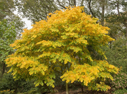 10 Yellow Ash Tree (Cladrastis Lutea Kentukea) Seeds