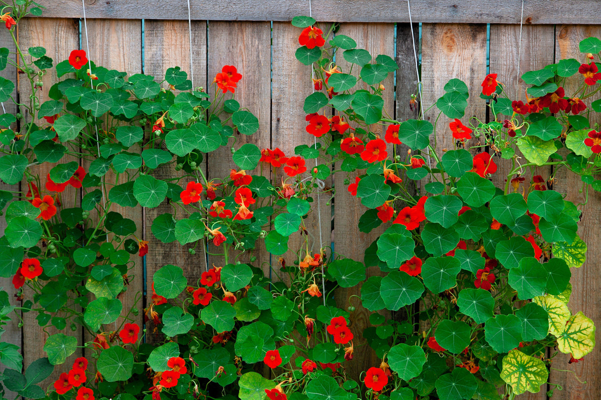50 Mixed Colors Dwarf Jewel Nasturtium (Tropaeolum Minus) Seeds
