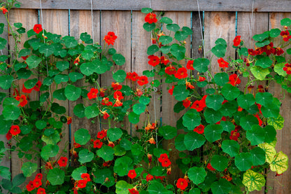 50 Mixed Colors Dwarf Jewel Nasturtium (Tropaeolum Minus) Seeds