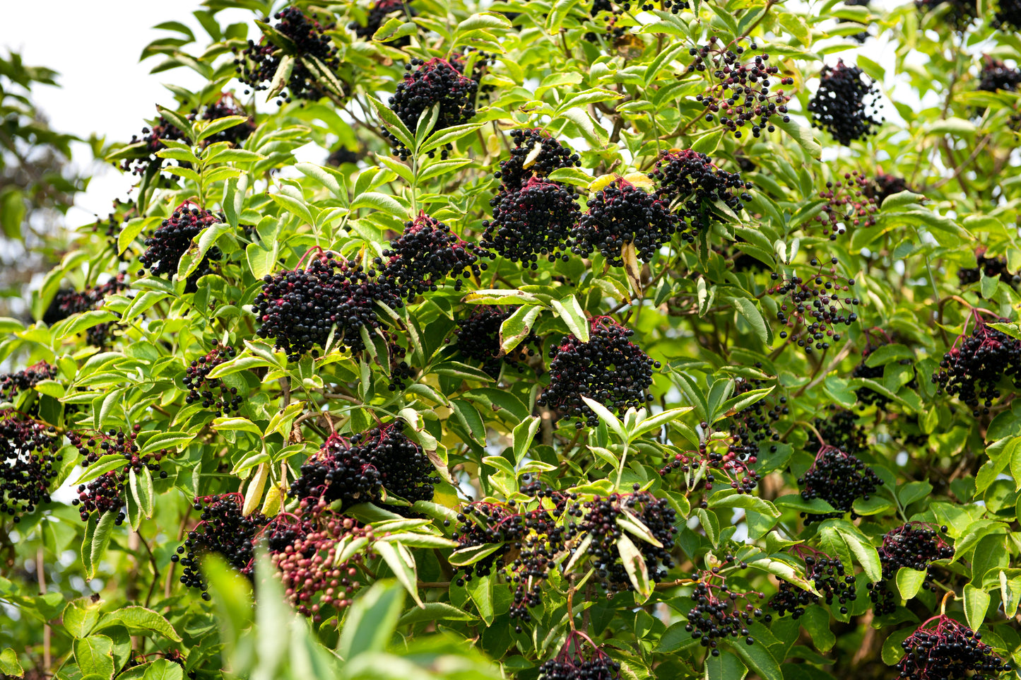 500 American ELDERBERRY (Sambucus Nigra Canadensis) Seeds