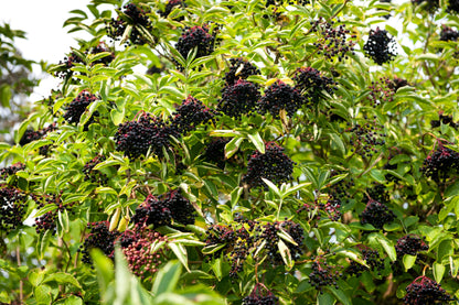 500 American ELDERBERRY (Sambucus Nigra Canadensis) Seeds
