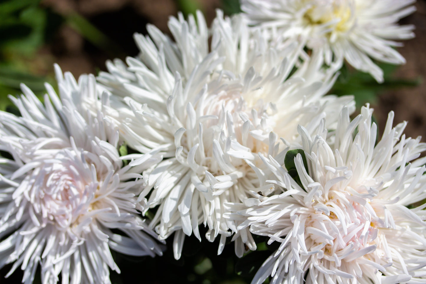 30 White Needle Aster (Callistephus Chinensis) Seeds