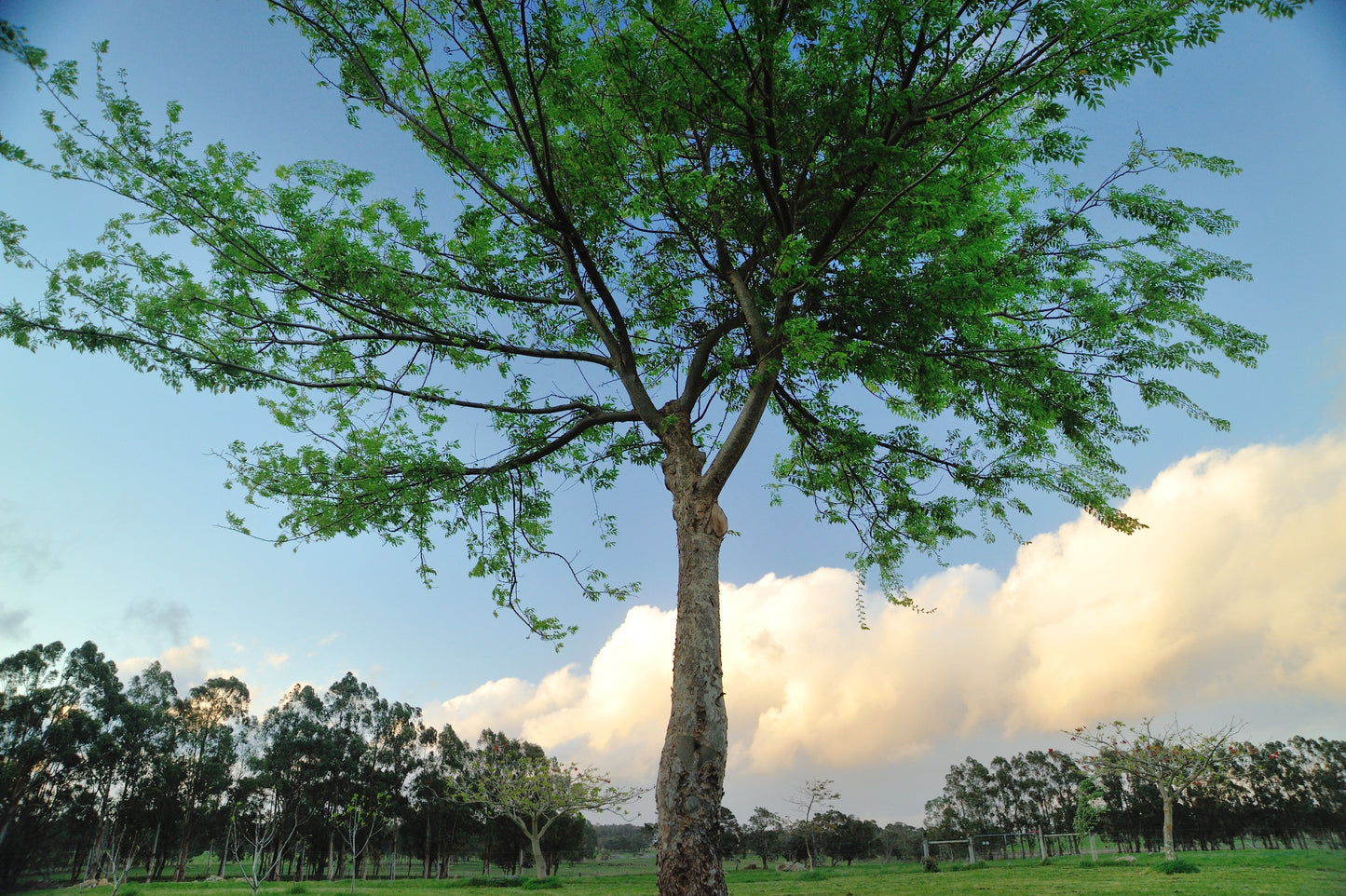 50 Chinese Elm Tree (Ulmus Parvifolia) Seeds