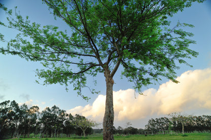 50 Chinese Elm Tree (Ulmus Parvifolia) Seeds