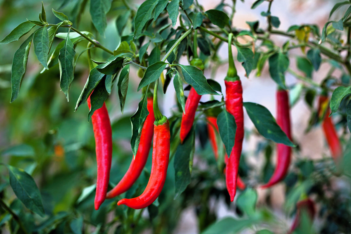 300 THIN CAYENNE PEPPER Hot Chili Long Green Red Slim Capsicum Vegetable Seeds