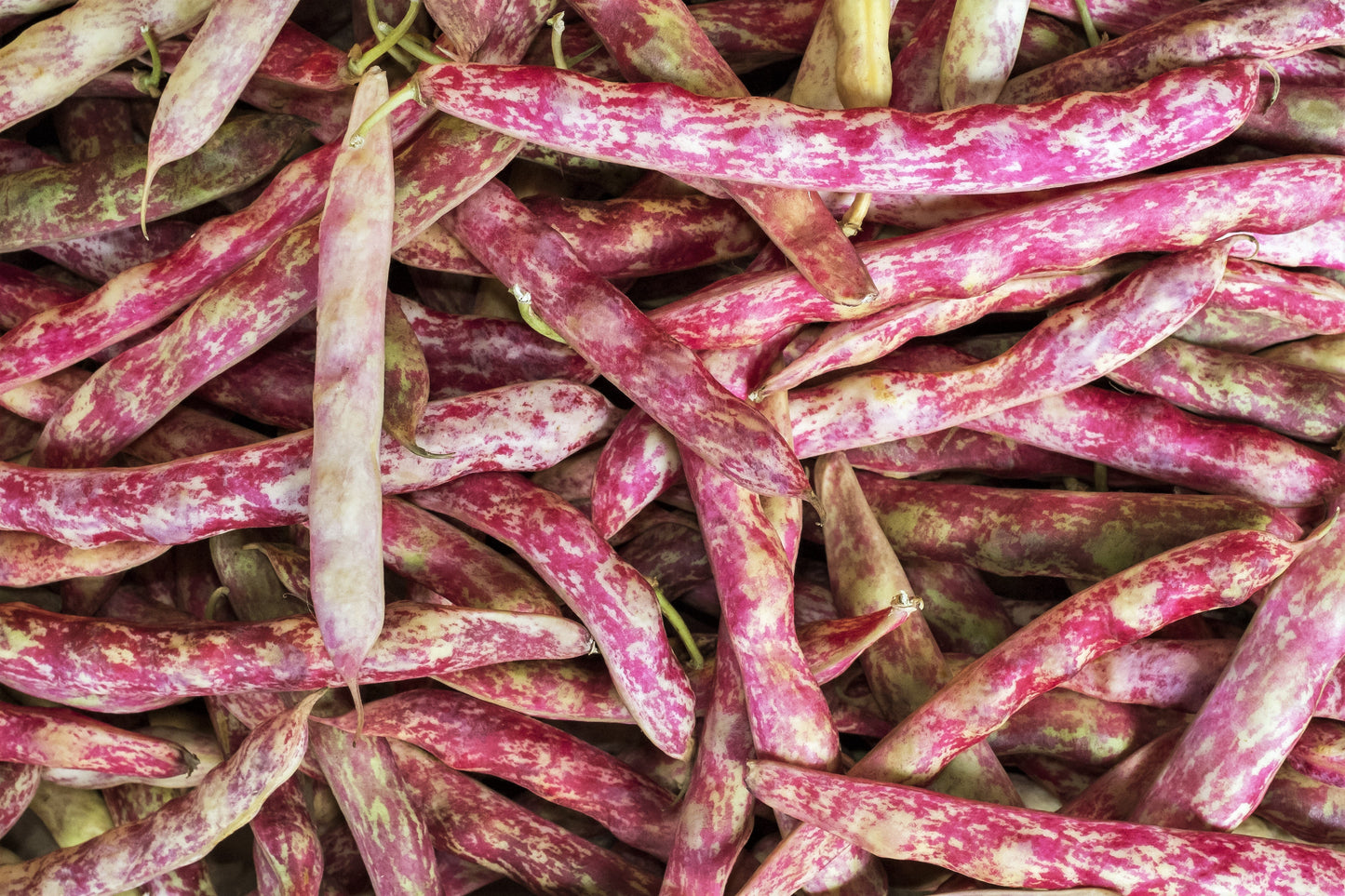 25 Cranberry Bean (Phaseolus Vulgaris) Seeds