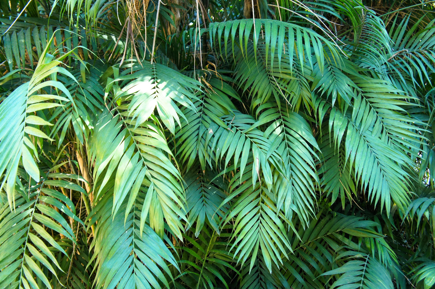 15 Parlor Palm (Chamaedorea Elegans) Seeds