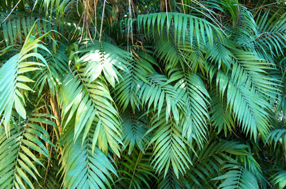 15 Parlor Palm (Chamaedorea Elegans) Seeds