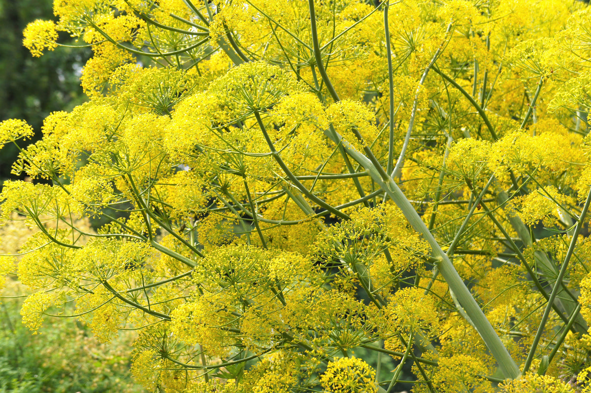 Giant Fennel (Ferula communis) Seeds – 15 ct