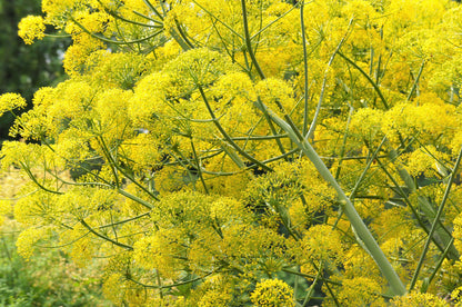 Giant Fennel (Ferula communis) Seeds – 15 ct