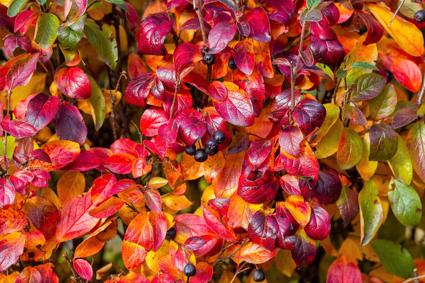 50 Black Chokeberry (Aronia Melanocarpa) Seeds