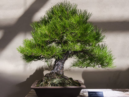 10 RED Japanese PINE TREE Korean Pinus Densiflora Evergreen Seeds