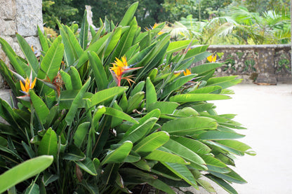 Bird of Paradise (Strelitzia reginae) Seeds – 5 ct