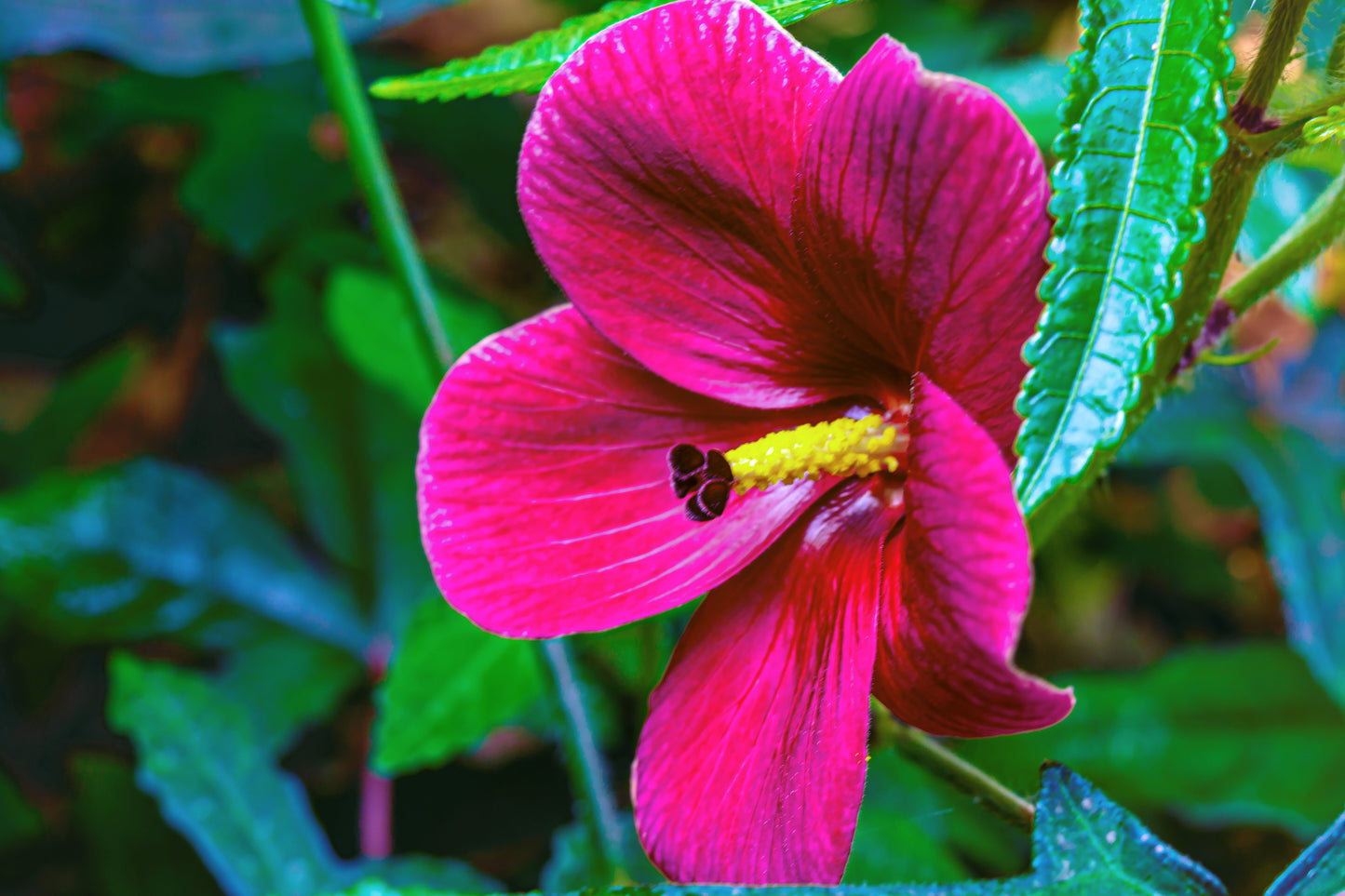 10 Kenaf Hibiscus (Hibiscus cannabinus) Seeds