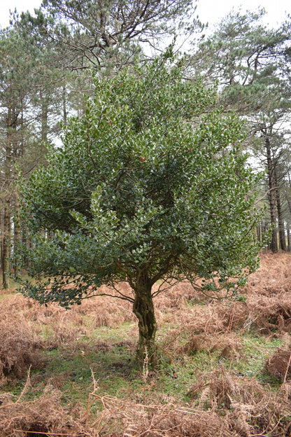 40 English Holly (Ilex Aquifolium) Seeds