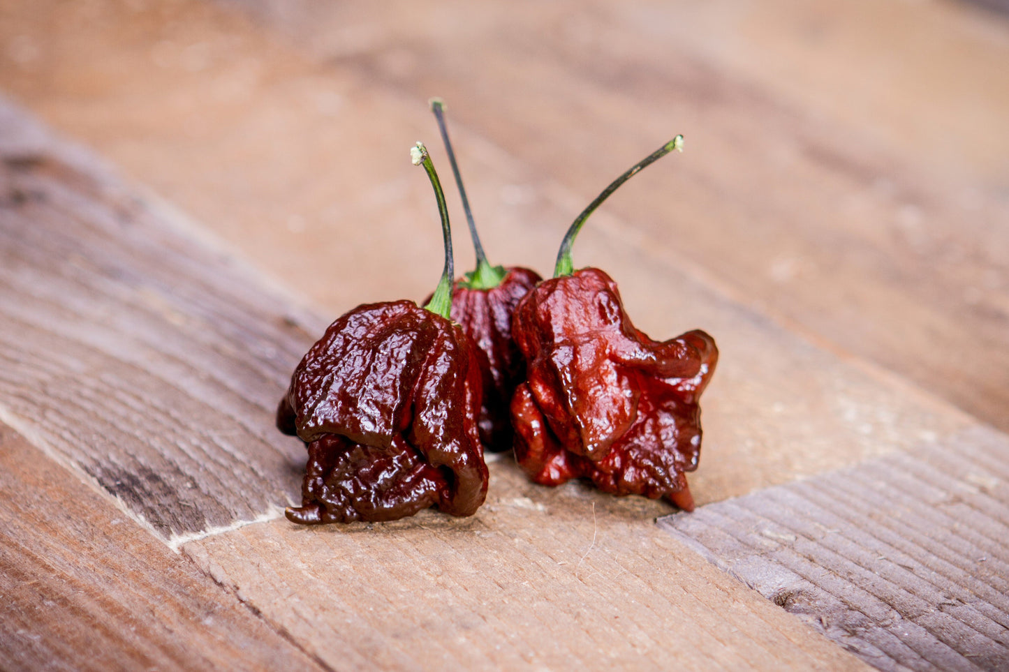 10 Chocolate Carolina Reaper Pepper (Capsicum Chinense) Seeds