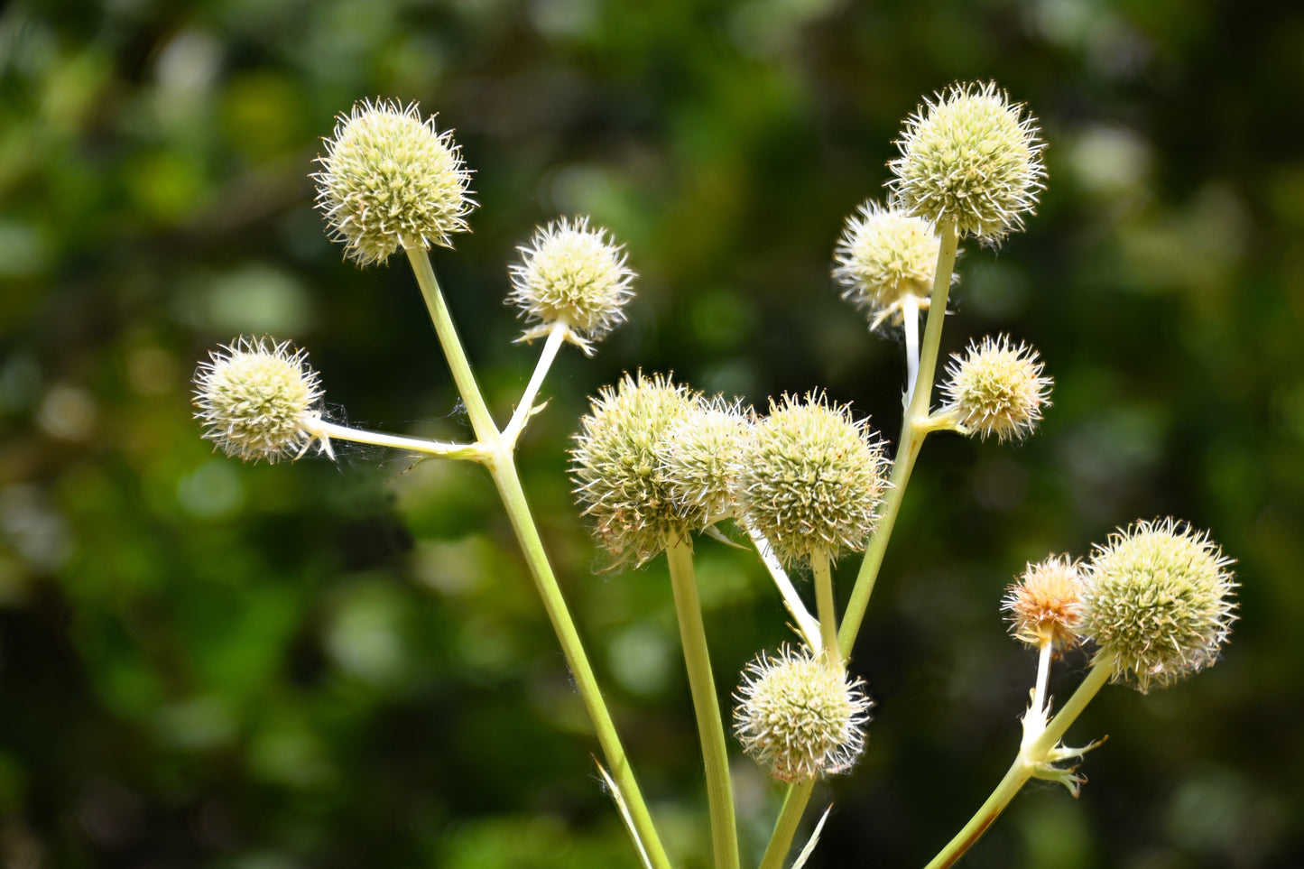 200 Rattlesnake Master / Button Snakeroot  (Eryngium Yuccifolium) Seeds