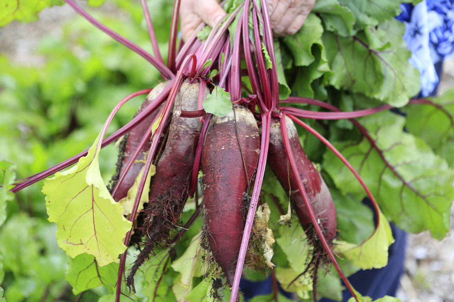 250 Cylindra Beet (Beta Vulgaris) Seeds