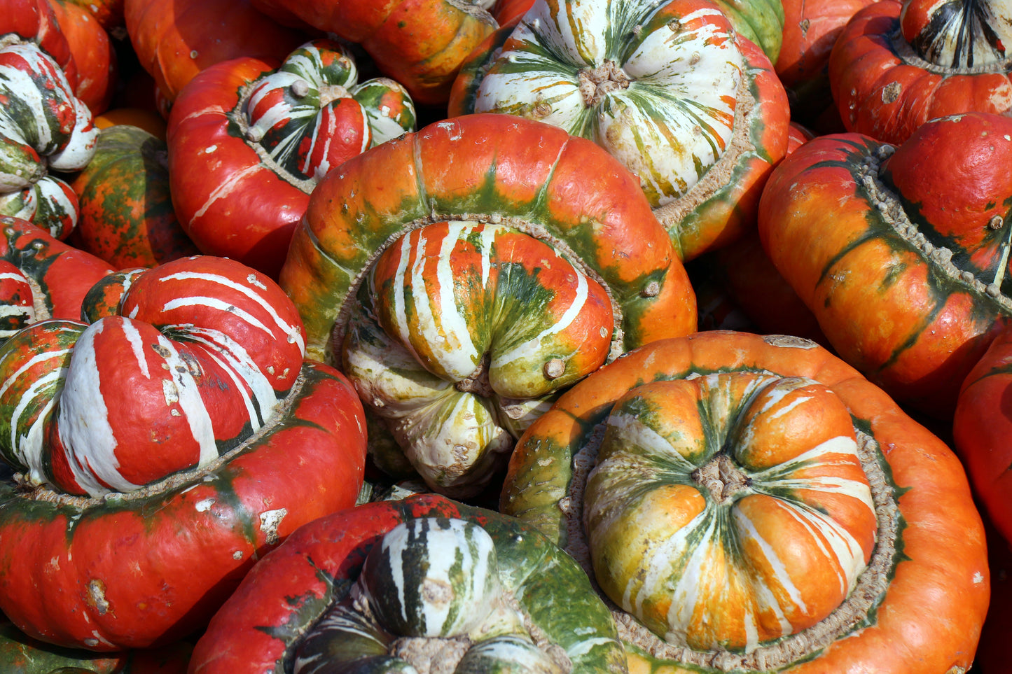 10 American Turks Turban Squash (Cucurbita Maxima) Seeds