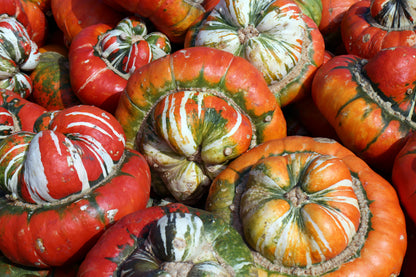 10 American Turks Turban Squash (Cucurbita Maxima) Seeds