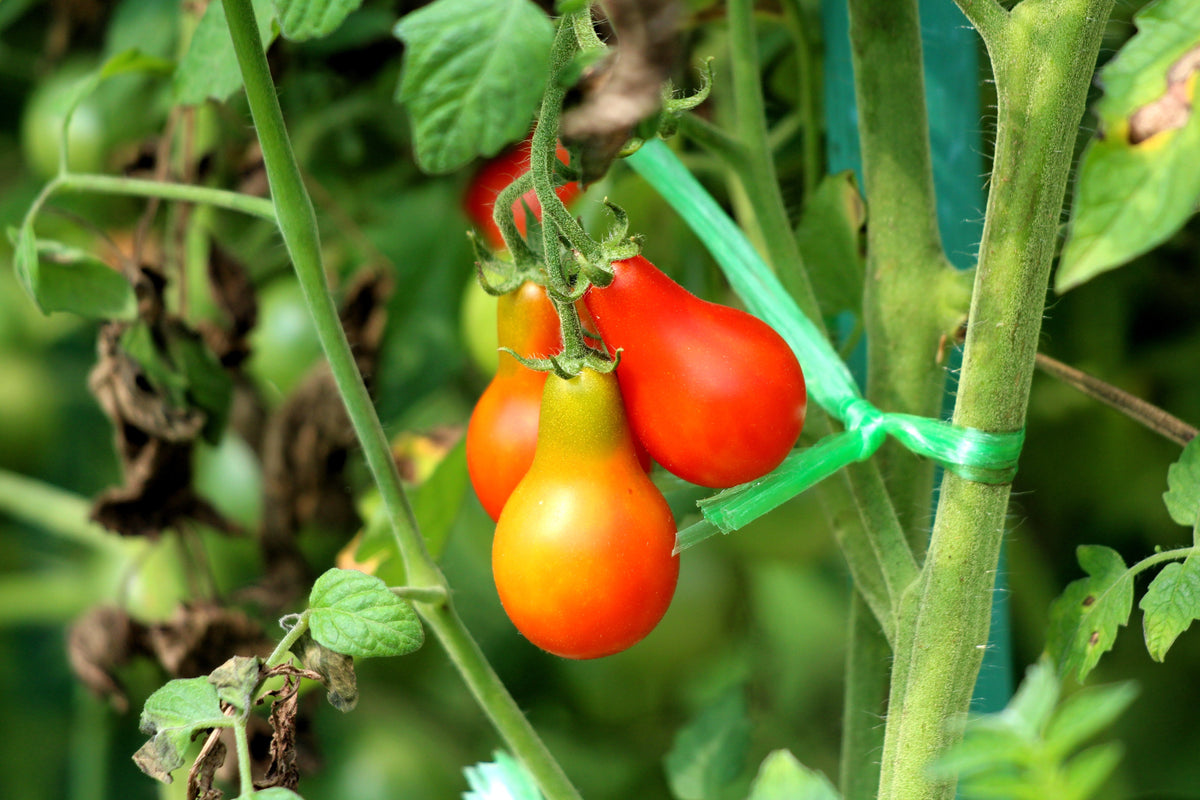 Red Pear Tomato (Solanum lycopersicum) Seeds – 100 ct