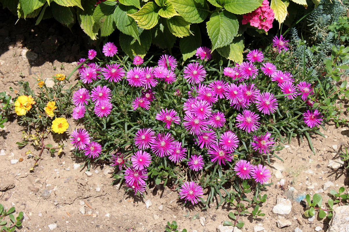 25 Table Mountain ICE PLANT Magenta Fuchsia Delosperma Cooperi Hardy Pink Carpet Flower Seeds
