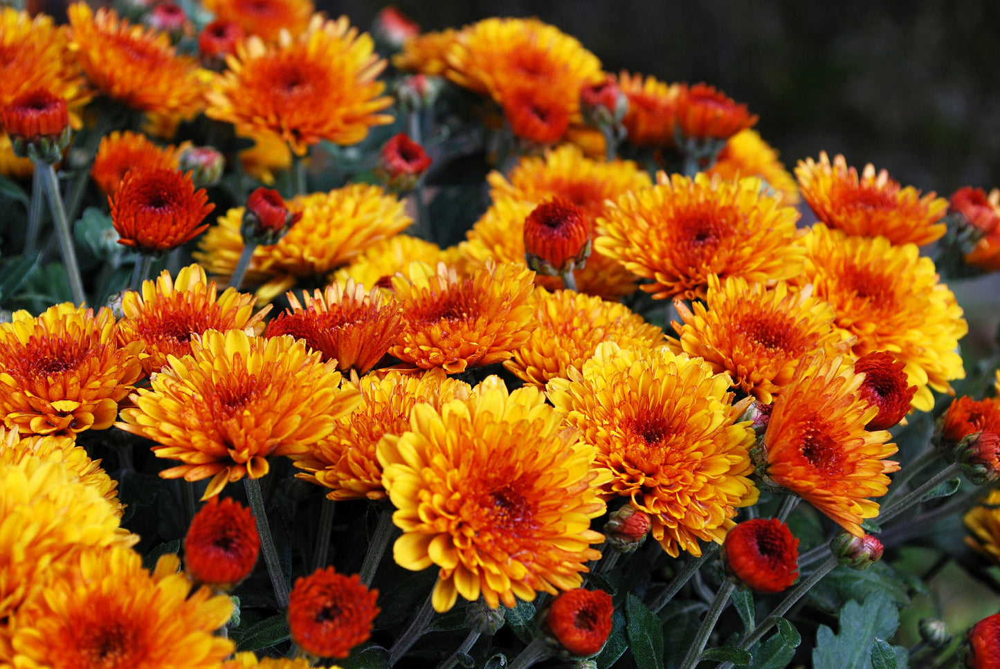50 Tricolor  Double Painted Daisy (Chrysanthemum Carinatum Tanacetum) Seeds