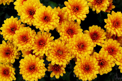 50 Tricolor  Double Painted Daisy (Chrysanthemum Carinatum Tanacetum) Seeds