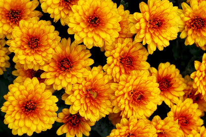 50 Tricolor  Double Painted Daisy (Chrysanthemum Carinatum Tanacetum) Seeds