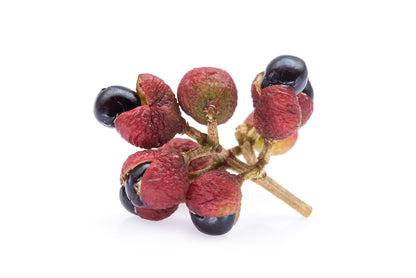 Sichuan Pepper (Zanthoxylum bungeanum) Seeds – 25 ct