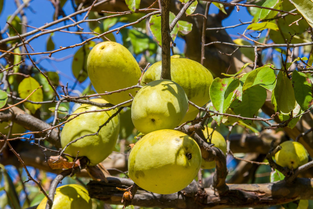 Chinese Quince (Pseudocydonia sinensis) Seeds – 20 ct