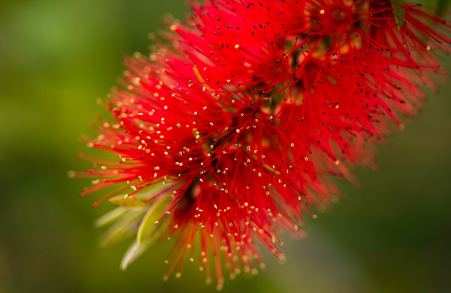 40 Crimson Bottlebrush (Callistemon Citrinus) Seeds
