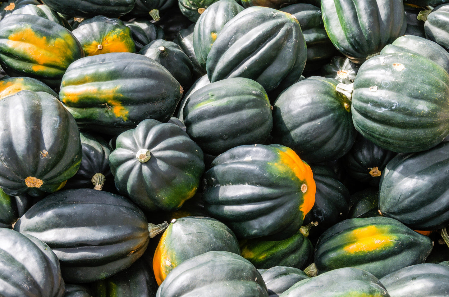 50 Table Queen Acorn Squash (Cucurbita Pepo) Seeds