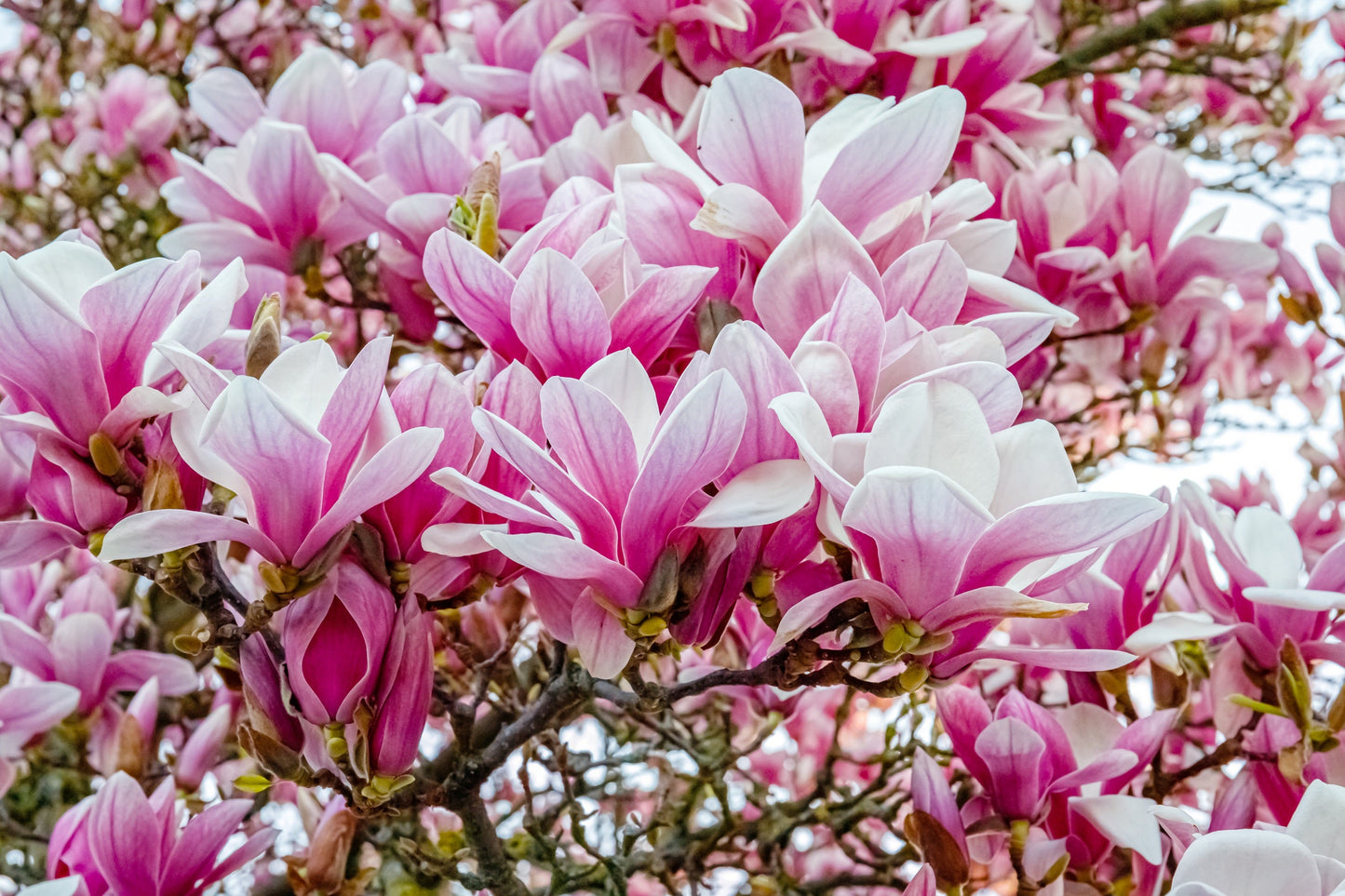 5 Saucer Magnolia/Tulip Tree (Soulangeana Denudata & Liliiflora)  Seeds