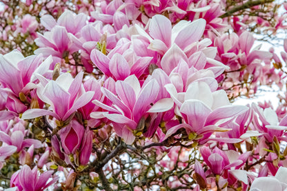 5 Saucer Magnolia/Tulip Tree (Soulangeana Denudata & Liliiflora)  Seeds