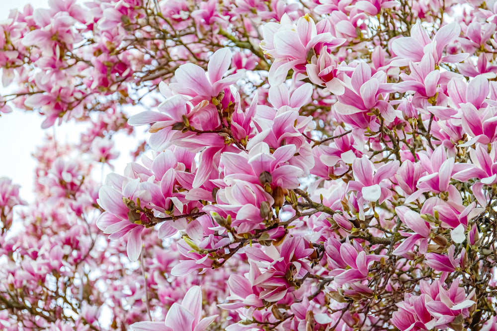 5 Saucer Magnolia/Tulip Tree (Soulangeana Denudata & Liliiflora)  Seeds