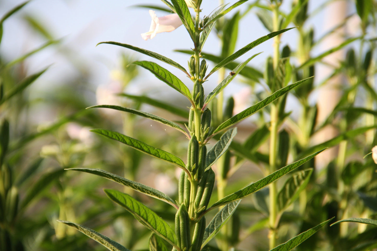 1500 Sesame Seed (Sesamum Indicum) Seeds