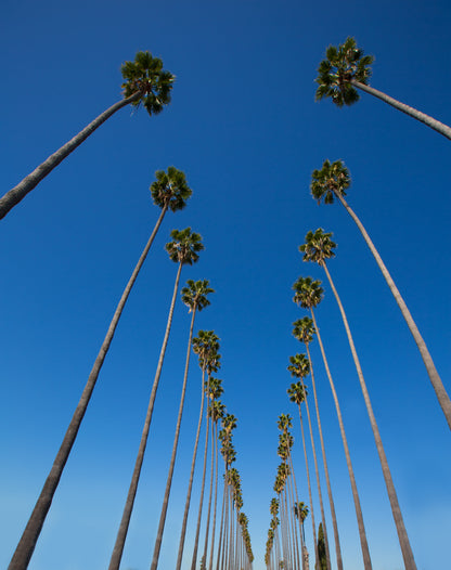 30 CALIFORNIA FAN PALM Tree Petticoat Arizona Desert Washingtonia Filifera Seeds