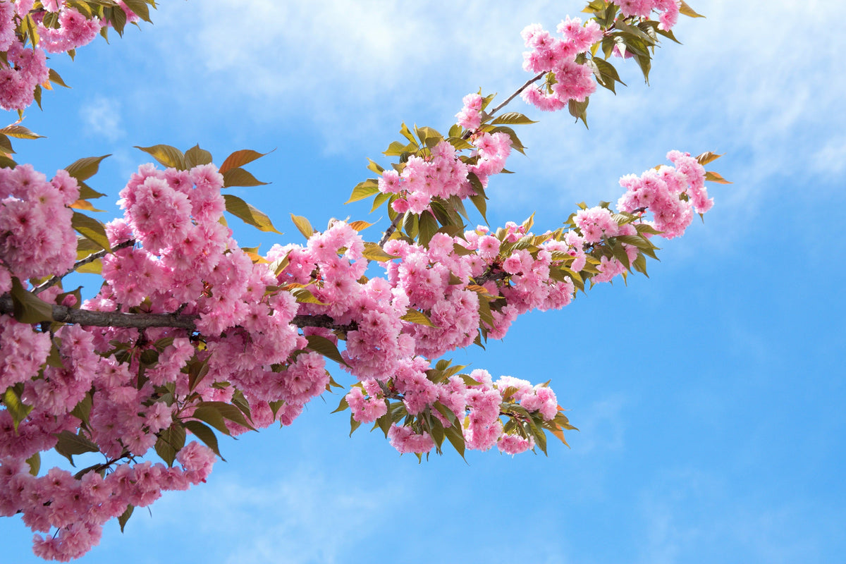 Japanese Flowering Cherry (Prunus serrulata) Seeds – 10 ct