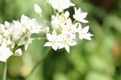 20 Ramp / Wild Leek (Allium Tricoccum) Seeds