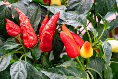 Anaheim Chili Pepper (Capsicum annuum) Seeds – 300 ct