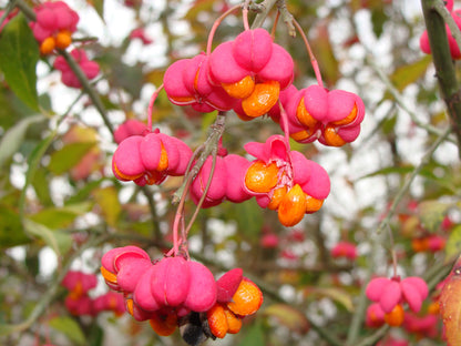 25 EUROPEAN SPINDLE TREE Euonymus Europaeus Spindletree Pink & Orange Flower Shrub Seeds