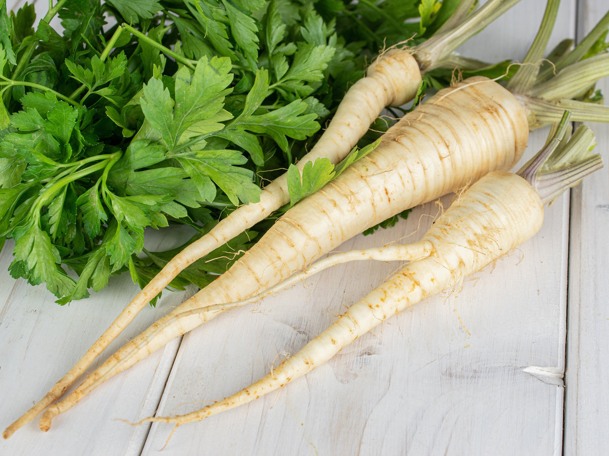 Hamburg Rooted Parsley (Petroselinum crispum var. tuberosum) Seeds – 1,000 ct