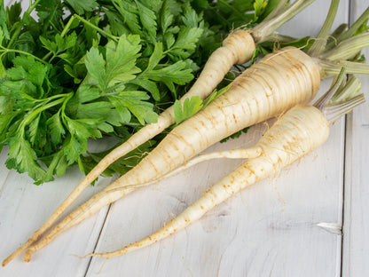 Hamburg Rooted Parsley (Petroselinum crispum var. tuberosum) Seeds – 1,000 ct