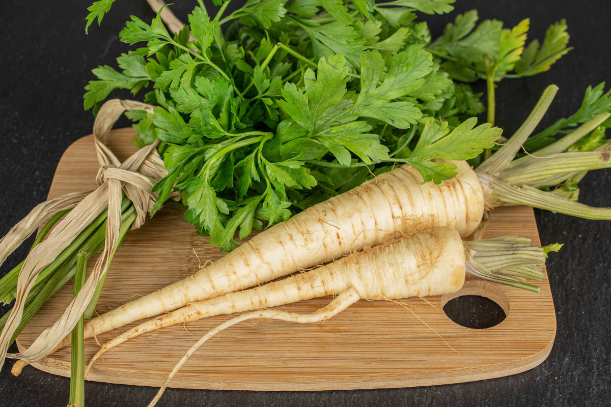 Hamburg Rooted Parsley (Petroselinum crispum var. tuberosum) Seeds – 1,000 ct