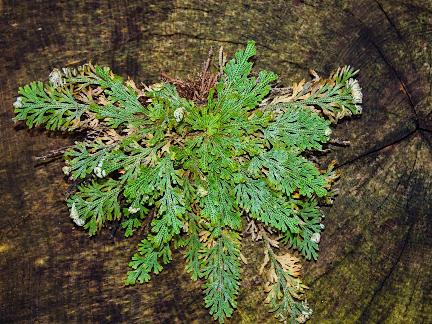 Live Resurrection Plant (Rose of Jericho, Dinosaur Fern)