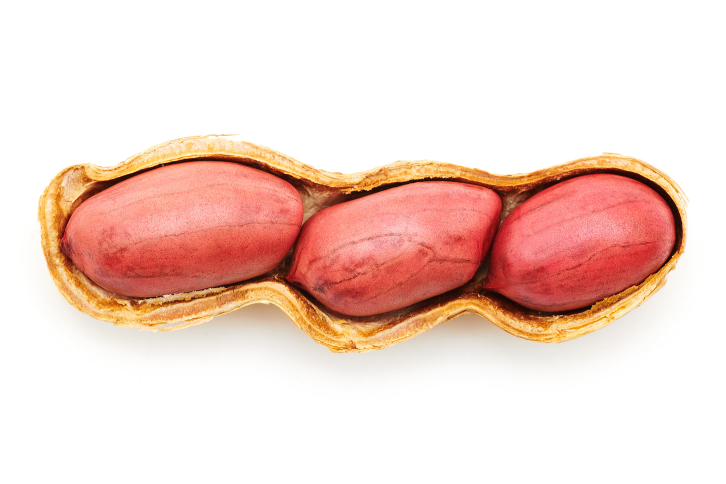 15 Tennessee Red Peanut (Valencia Type) (Arachis Hypogaea) Seeds