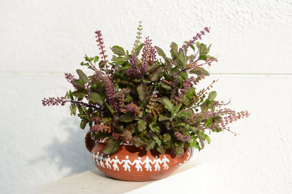 Green Holy Basil (Tulsi) (Ocimum tenuiflorum) Seeds – 250 ct
